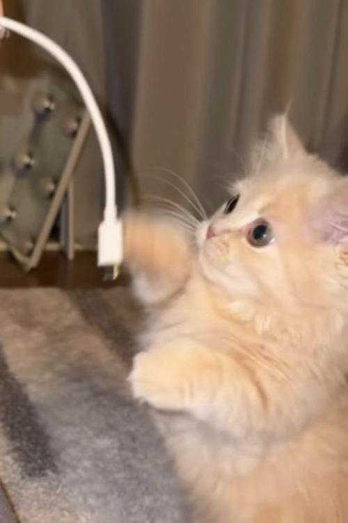 右前足で何度もスマホのコードを叩く子猫