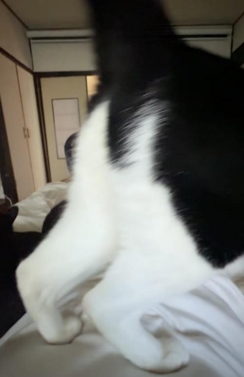 布団で寝る飼い主の体の上を歩く白黒猫