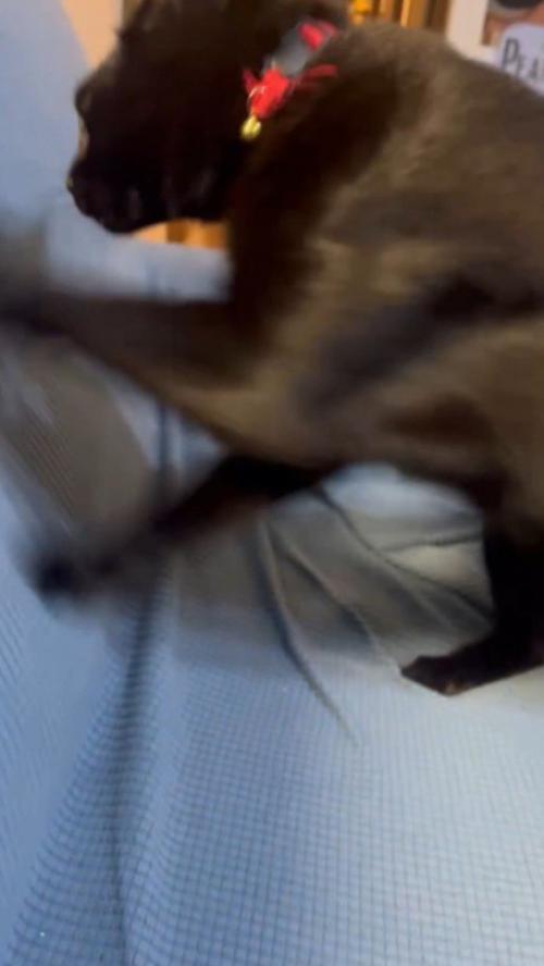 布を前足で引っ掻く猫
