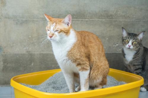 排泄をする猫