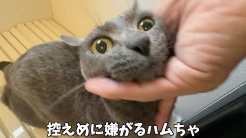 「控えめに嫌がる...」のテロップ写真