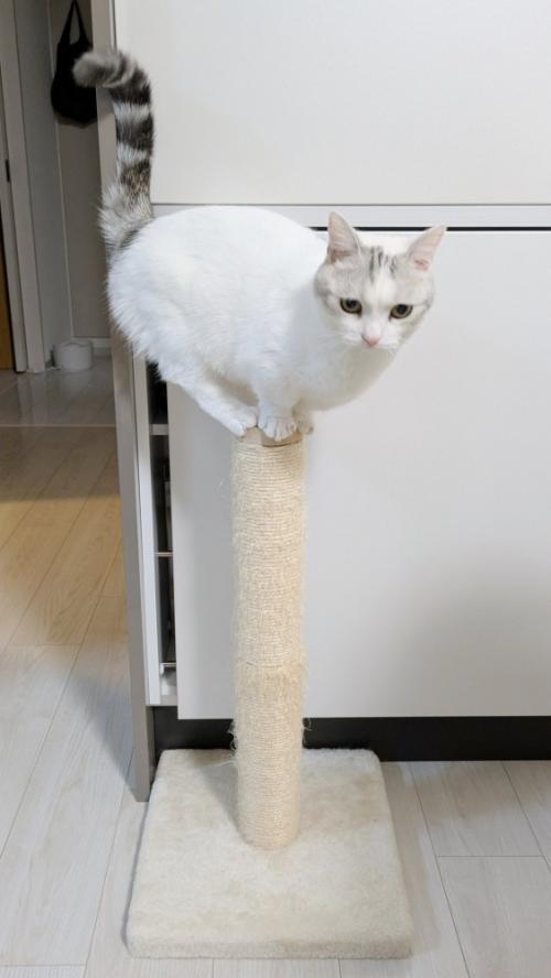 うつむき加減で爪とぎポールのてっぺんでバランスをとる猫