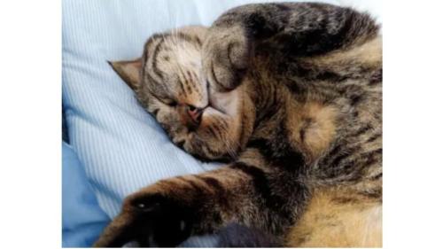 眠る猫