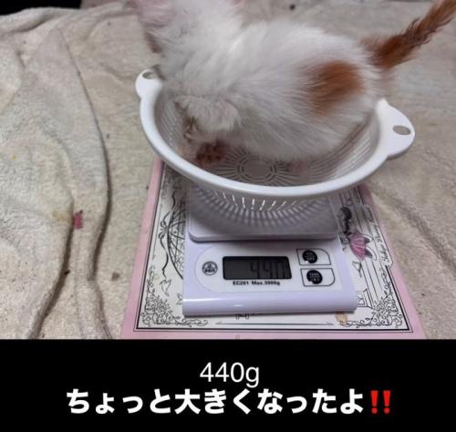 体重が440gの子猫