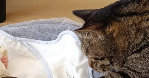 猫と赤ちゃん