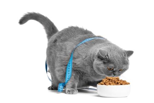 メジャーを体に巻いてフードを食べる猫