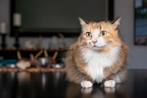 座っている猫