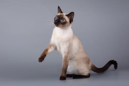片手をあげるシャム猫