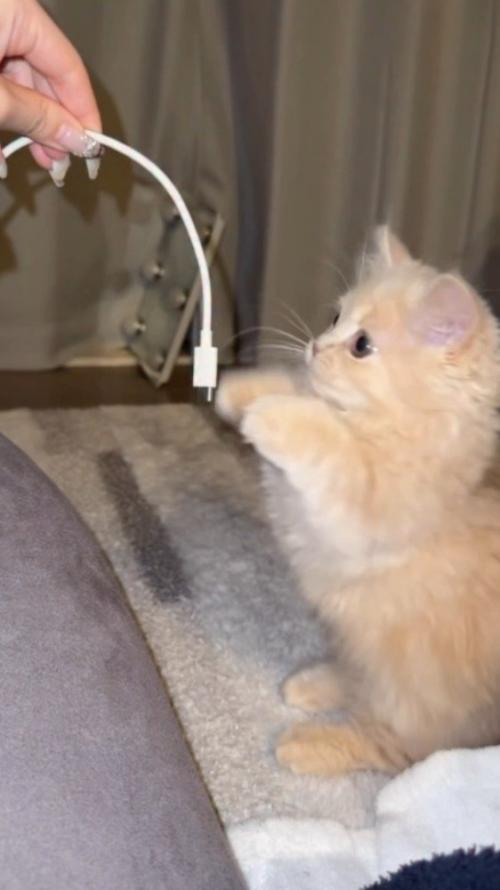 スマホのコードを見て後ろ足で立ち上がる子猫