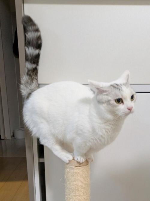 爪とぎポールのてっぺんで得意げに胸を張る猫の姿