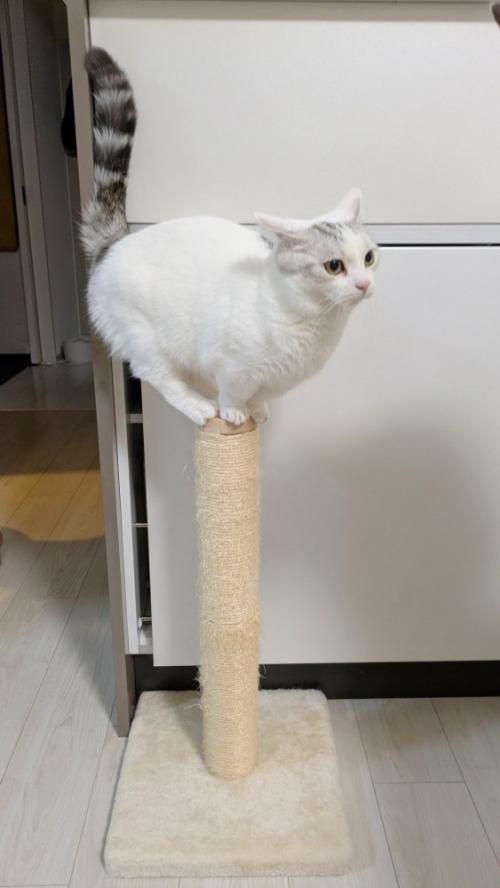しっぽを上げて爪とぎポールのてっぺんに乗る猫の姿