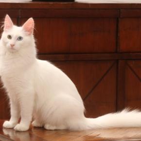 『王族』の元で飼われていた猫種3選 それぞれの特徴や選ばれた理由もご紹介