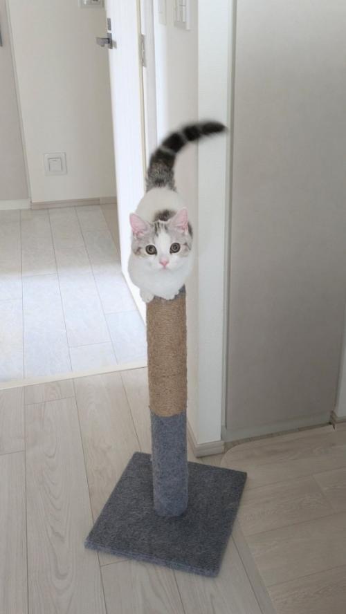 爪とぎポールのてっぺんに乗る子猫の姿