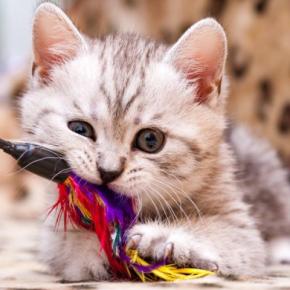 子猫を迎えるなら『準備すべきアイテム』7選 活用できるシーンや備えておきたい理由