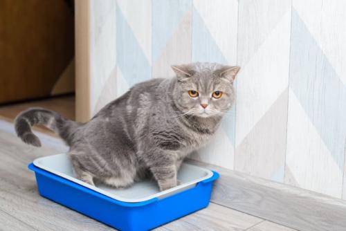 ペットトイレに座る猫