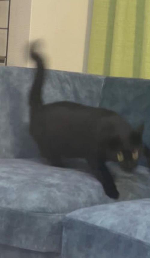 起き上がってソファから離れる猫