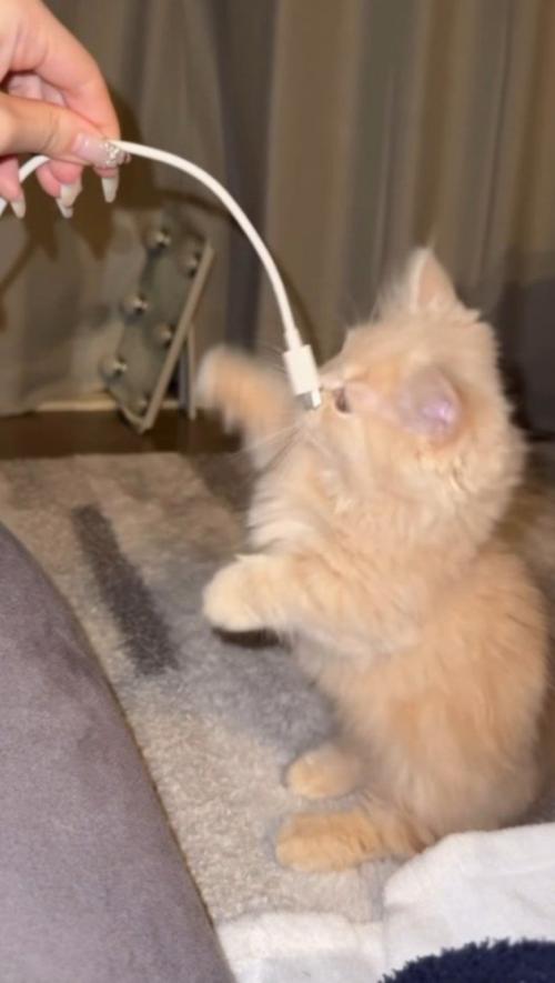 子猫の顔に当たったスマホのコード