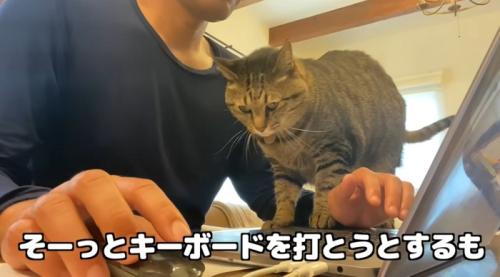 パソコンをしたい飼い主と邪魔をする猫