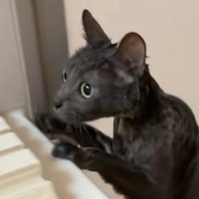 お風呂場に連れてこられた『お風呂が苦手な猫』→絶望しているような様子で…可愛らしい光景に「癒された」「お目目真ん丸で可愛いw」の声