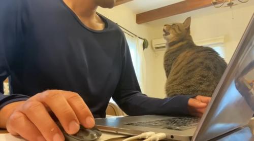 パソコンをしたい飼い主とそばで鳴く猫