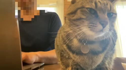 パソコンをしたい飼い主とそばにいる猫