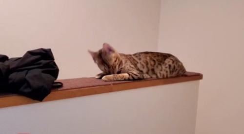 顔を上げる猫