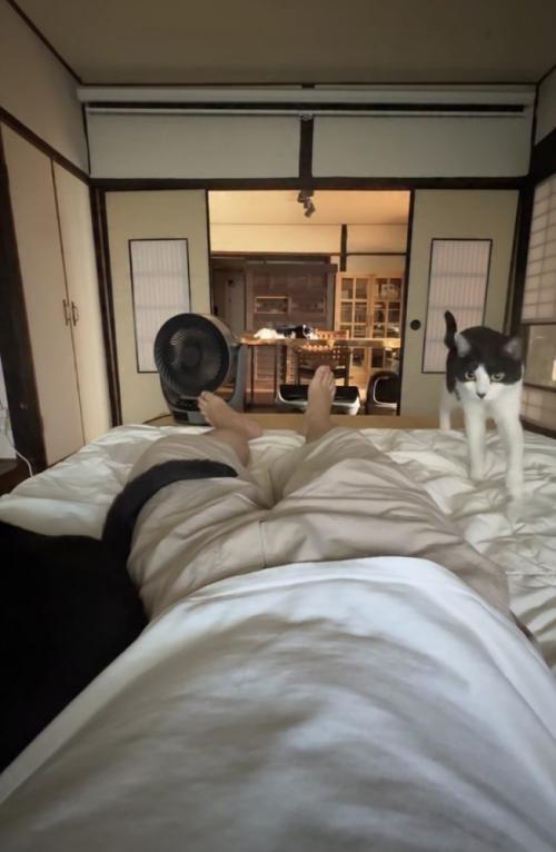 飼い主の寝る布団にやってきた白黒猫
