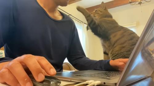 パソコンをしたい飼い主と手をのばしている猫