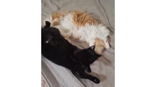 寝ている猫