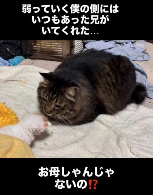 子猫と向かい合う成猫