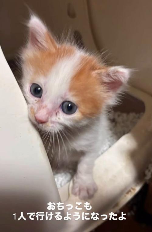 猫トイレから顔を出す子猫