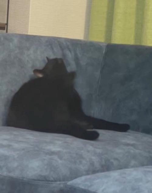 ソファの上で耳を掻く猫