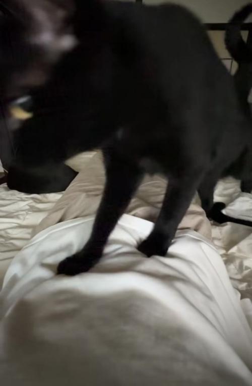 布団で寝る飼い主の体の上を歩く黒猫