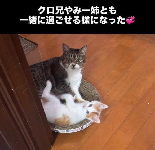 爪とぎに乗る子猫と成猫