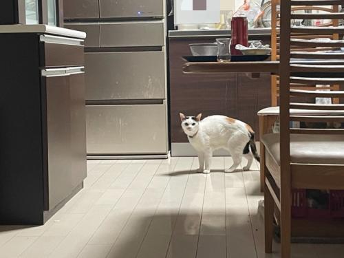 キッチンで背中を丸めて警戒している猫の様子