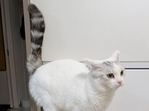 得意げな表情で胸を張る猫