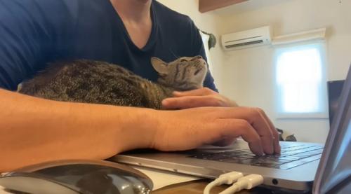 パソコンをする飼い主と腕の中にいる猫