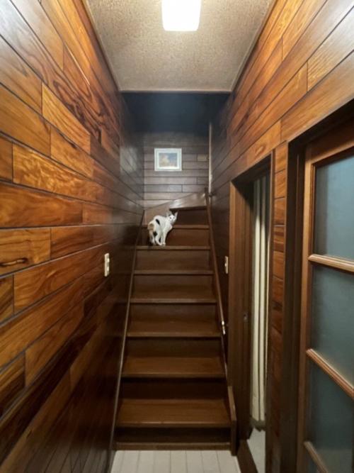 階段の真ん中で振り返る猫の姿