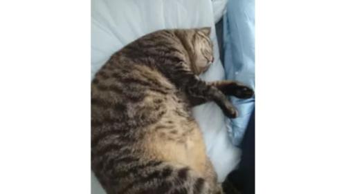 眠る猫