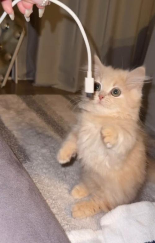 目を丸くしてスマホのコードを見つめる子猫