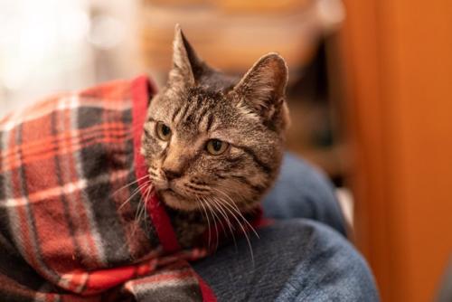 飼い主さんのマフラーにもぐる猫
