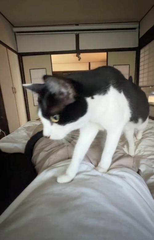 布団で寝る飼い主の体の上を歩く白黒猫