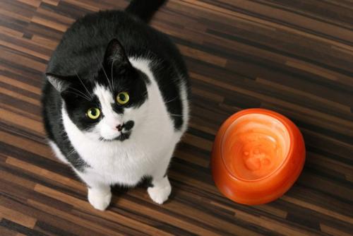 空の食器の横で見上げている猫