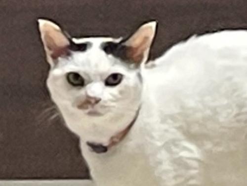 睨みつけている猫の表情