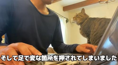 パソコンをしたい飼い主とそばにいる猫