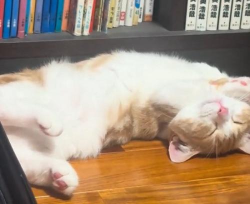 仰向けで寝る猫
