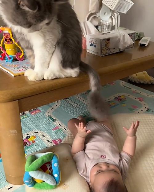 遊ばせる猫