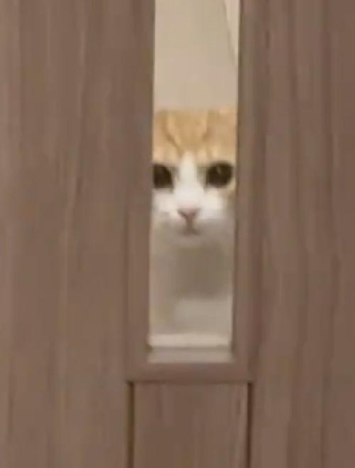 見つめる猫