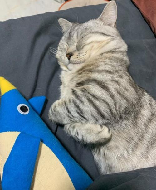 エアーで抱きしめる猫