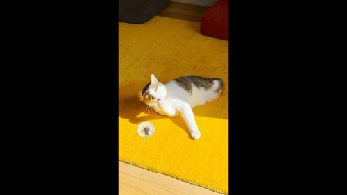 綿毛とペロペロ